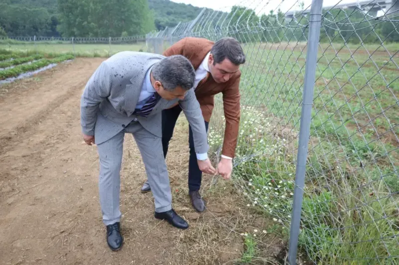 Hasat öncesi çilekler çalınmıştı: Lütfü Obuz Çilekköy'de incelemede bulundu!