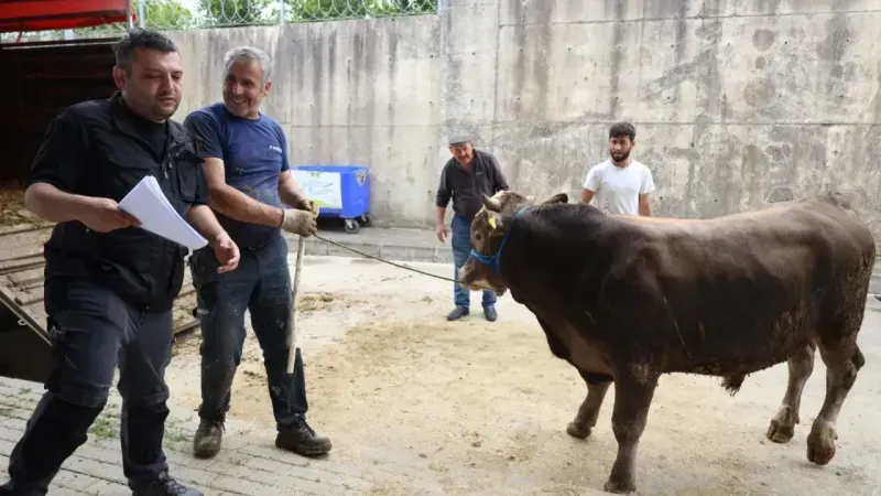 İzmit Belediyesi Modern Hayvan Pazarına kurbanlıklar gelmeye başladı