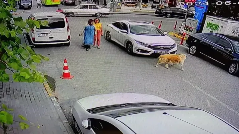 Kocaeli'de vicdansız sürücü köpeğe çarptı:Arkasına bile bakmadı!