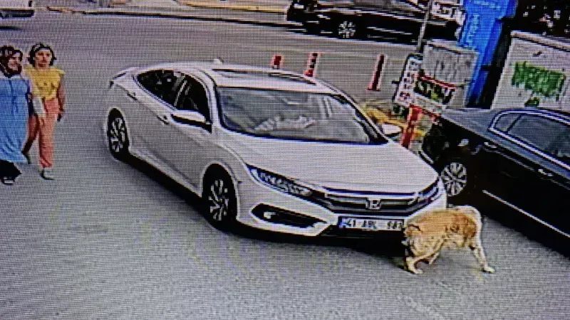 Kocaeli'de vicdansız sürücü köpeğe çarptı:Arkasına bile bakmadı!