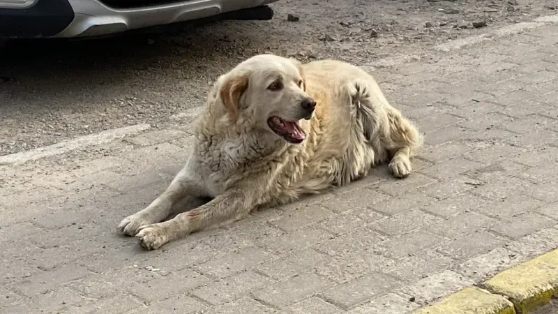 Kocaeli'de vicdansız sürücü köpeğe çarptı:Arkasına bile bakmadı!