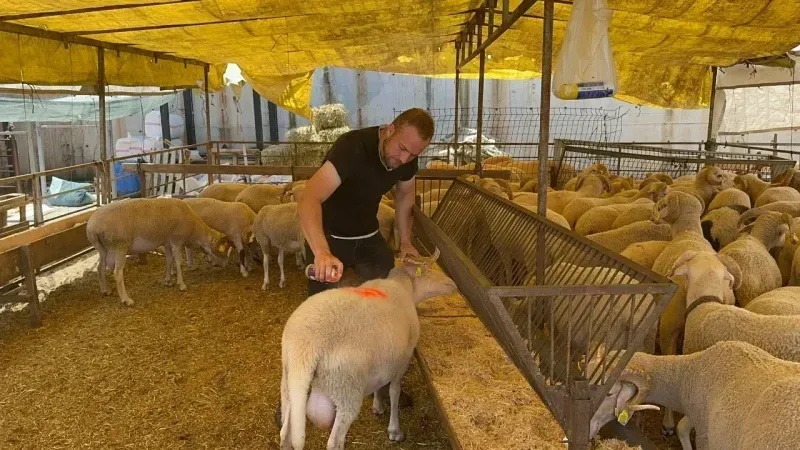 Modern Hayvan Pazarı'nda kurbanlık alışverişi devam ediyor