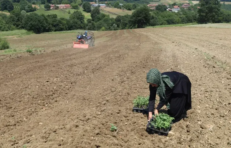 Kocaeli'de karpuz üretimine büyük destek