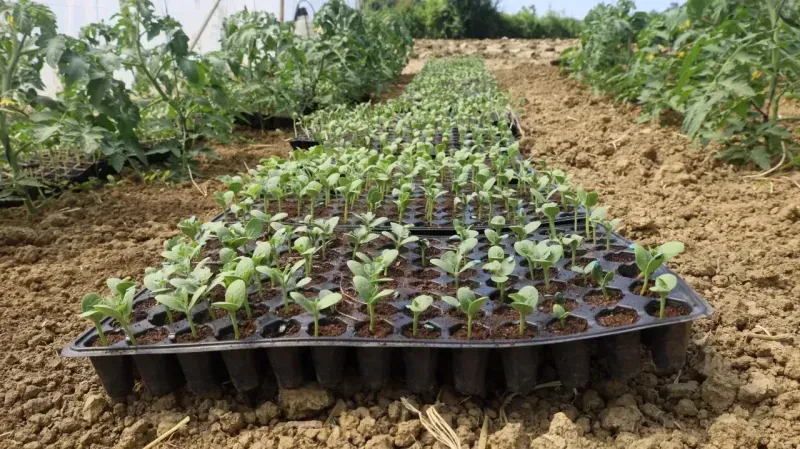 Kocaeli'de karpuz üretimine büyük destek