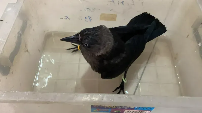 İzmit'teki bu karga mahallenin maskotu oldu 