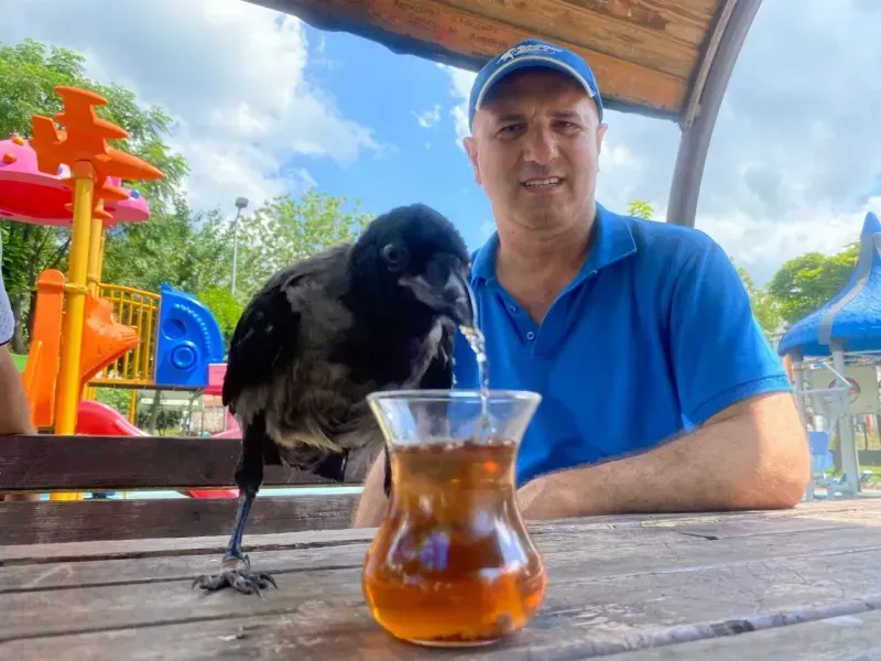 Yaralı olarak bulduğu kargayı çay ve etle besliyor