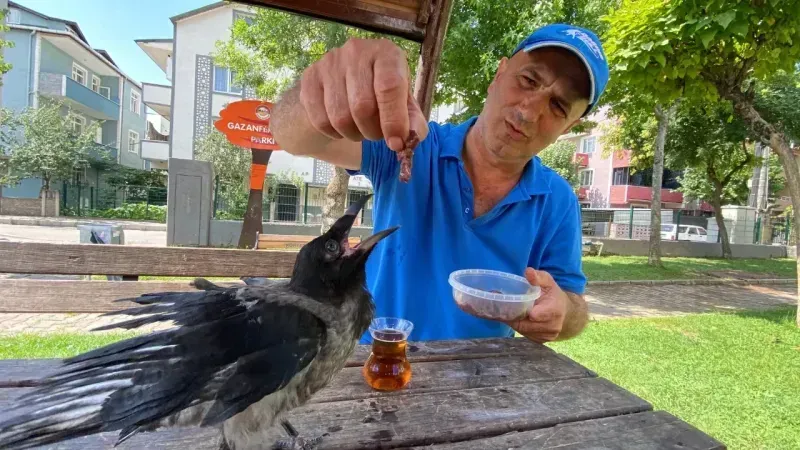 Yaralı olarak bulduğu kargayı çay ve etle besliyor