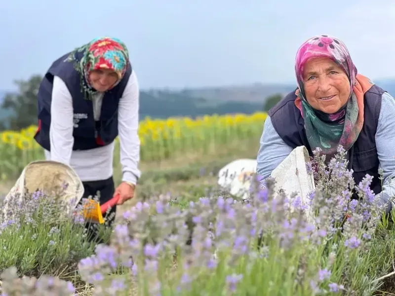 Kocaeli'de mor tarlalarda ilk hasat yapıldı 