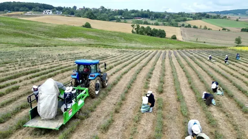 Kocaeli'de mor tarlalarda ilk hasat yapıldı 