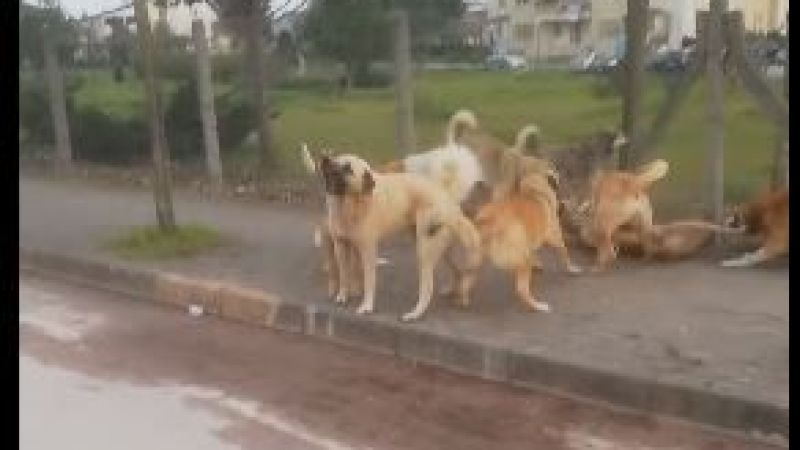 Sokak köpekleri Derincelileri korkutuyor!