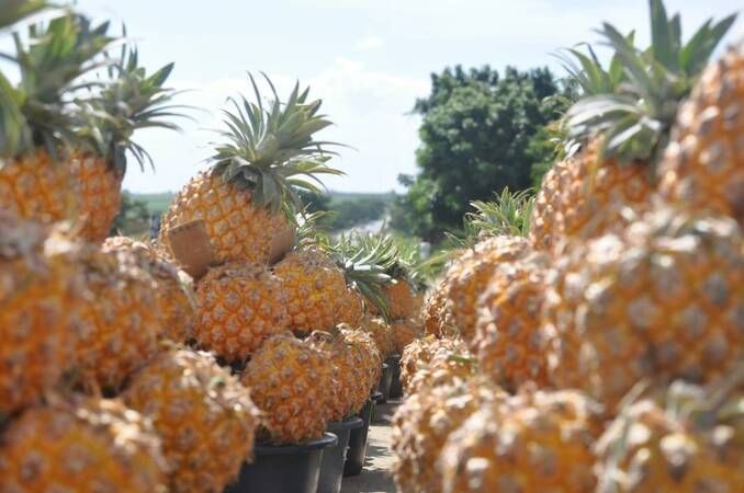 Ananas yemeden önce bilmeniz gereken 25 gerçek