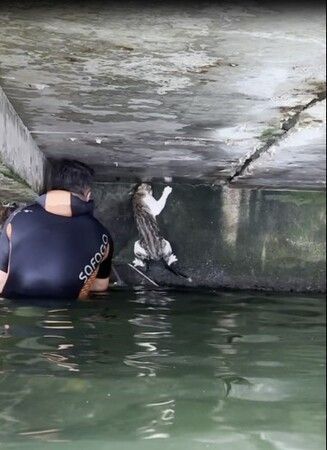 Mahsur kalan yaramaz kediyi ekipler bakın nasıl kurtardı!