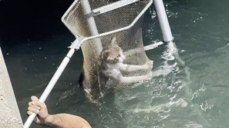 Mahsur kalan yaramaz kediyi ekipler bakın nasıl kurtardı!