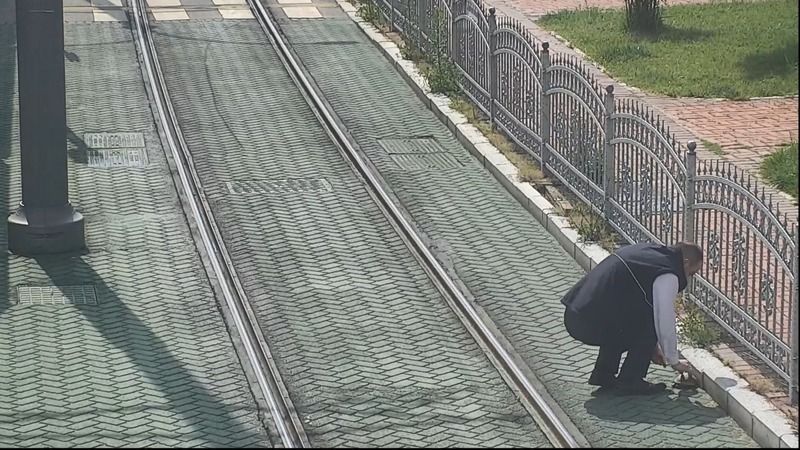 Tramvay yolunda mahsur kalan kaplumbağanın yardımına vatman koştu