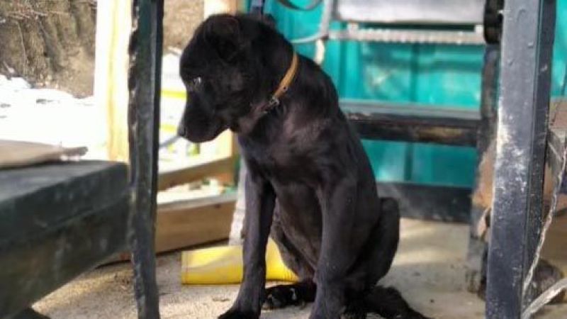 Ormanda ölmek üzereyken bulundu! 45 gün sonra sağlığına kavuştu