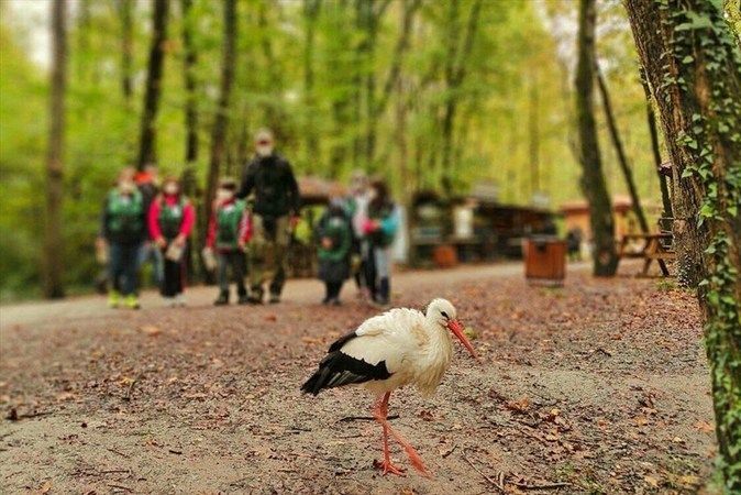 Ormanya, Cumartesi günleri açık olacak