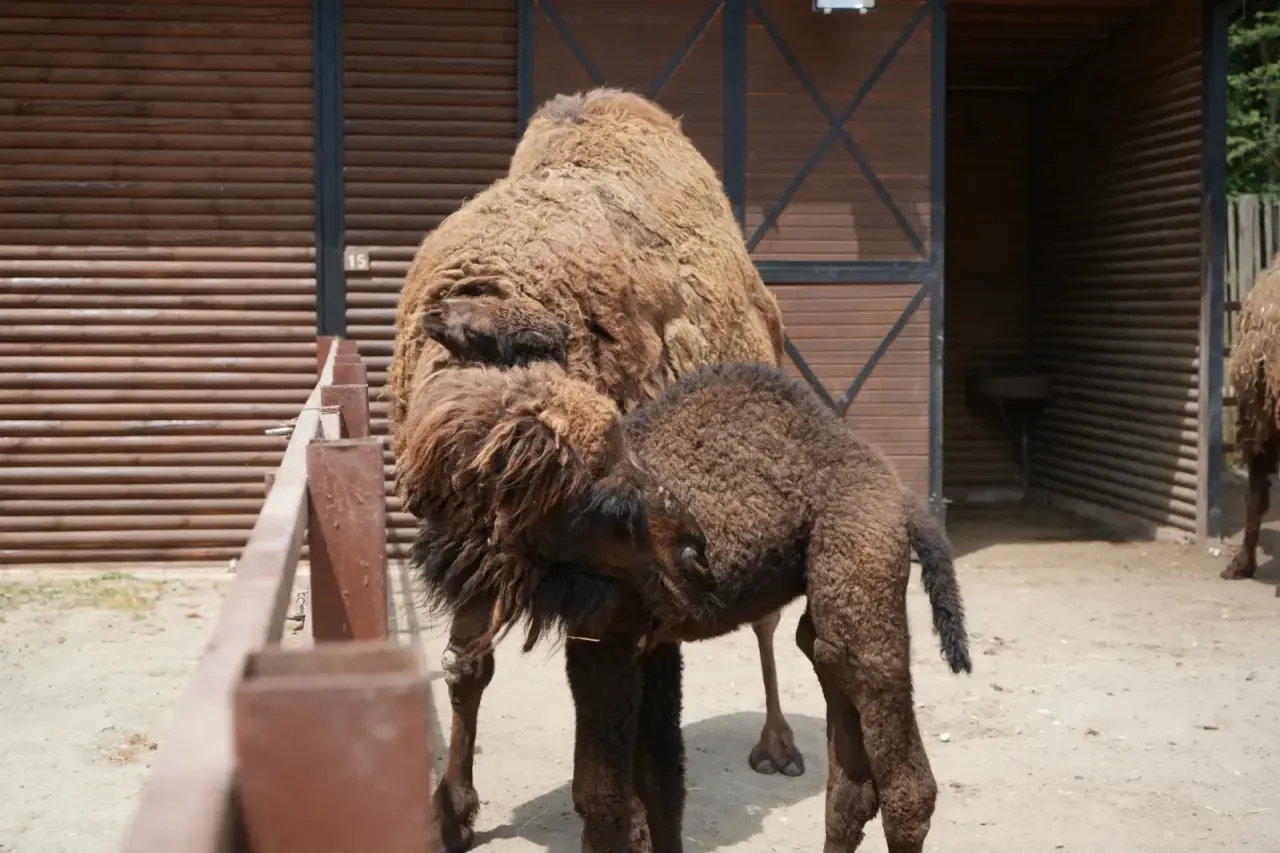 Ormanya'nın yeni üyesi 