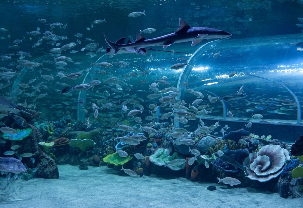 Körfez Aqua’da rekor! 41 bin ziyaretçi ağırladı