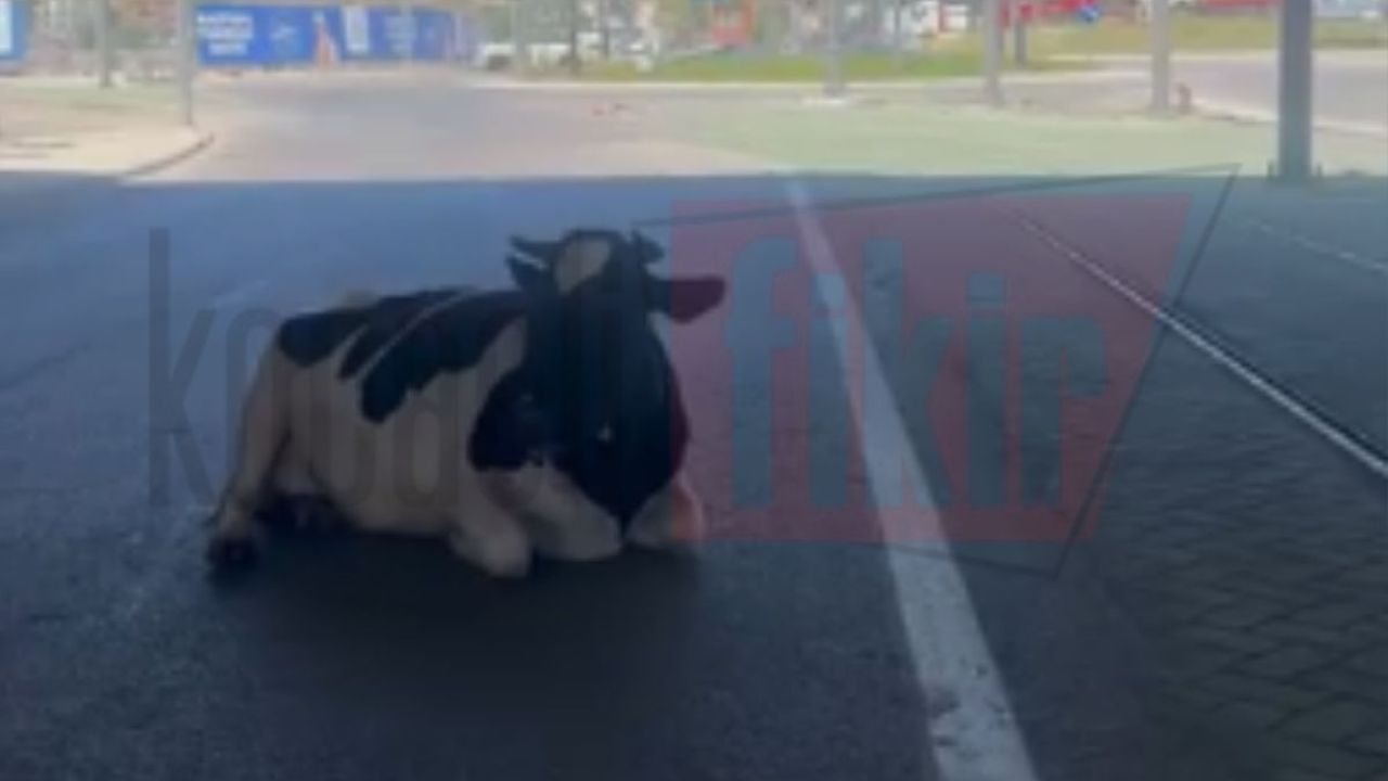 Vatandaşlar tramvay raylarında dinlenen inekleri görünce şok oldular! 