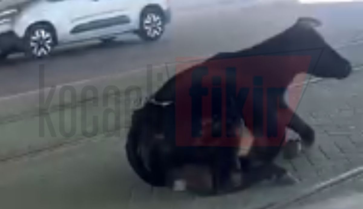 Vatandaşlar tramvay raylarında dinlenen inekleri görünce şok oldular! 