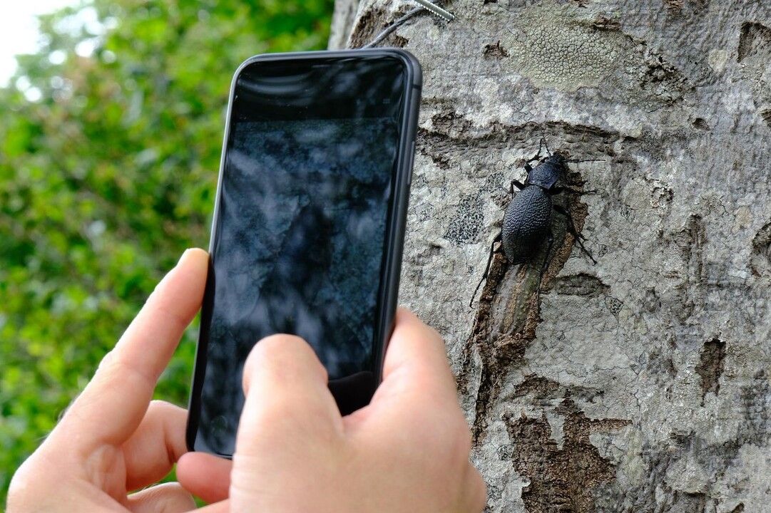 Kuzuyayla'da 109 farklı tür kayıt altına alındı