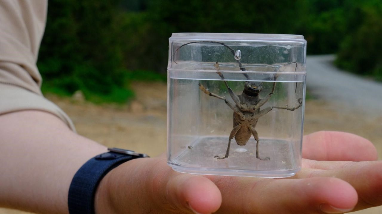 Kuzuyayla'da 109 farklı tür kayıt altına alındı