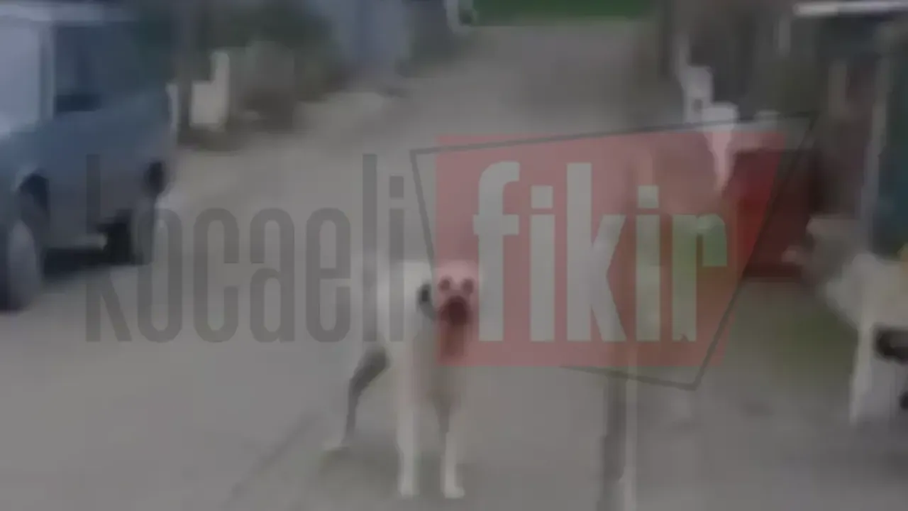 Yaşlı kadın köpek saldırısı sonrasında yere düşerek yaralandı