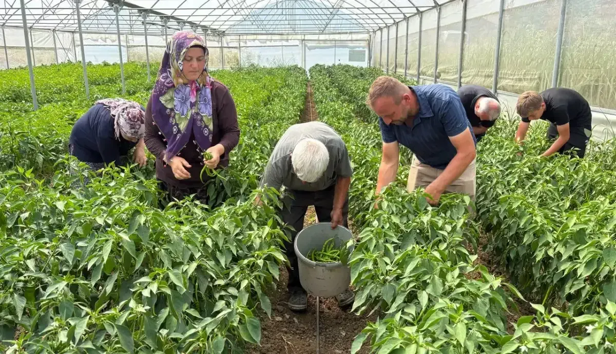 Sera Desteği çiftçinin yüzünü güldürdü