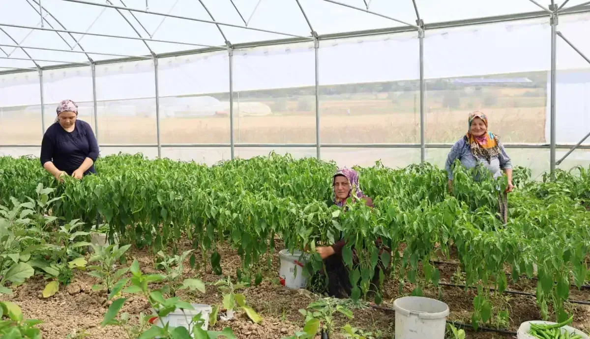 Sera Desteği çiftçinin yüzünü güldürdü