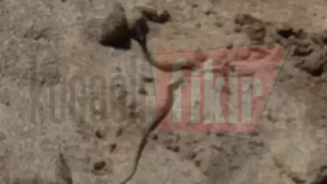 Kumcağız Plajı'nda yılan görüldü!
