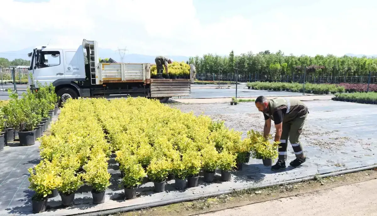 Kocaeli'nin fidanları kenti rengarenk süslüyor