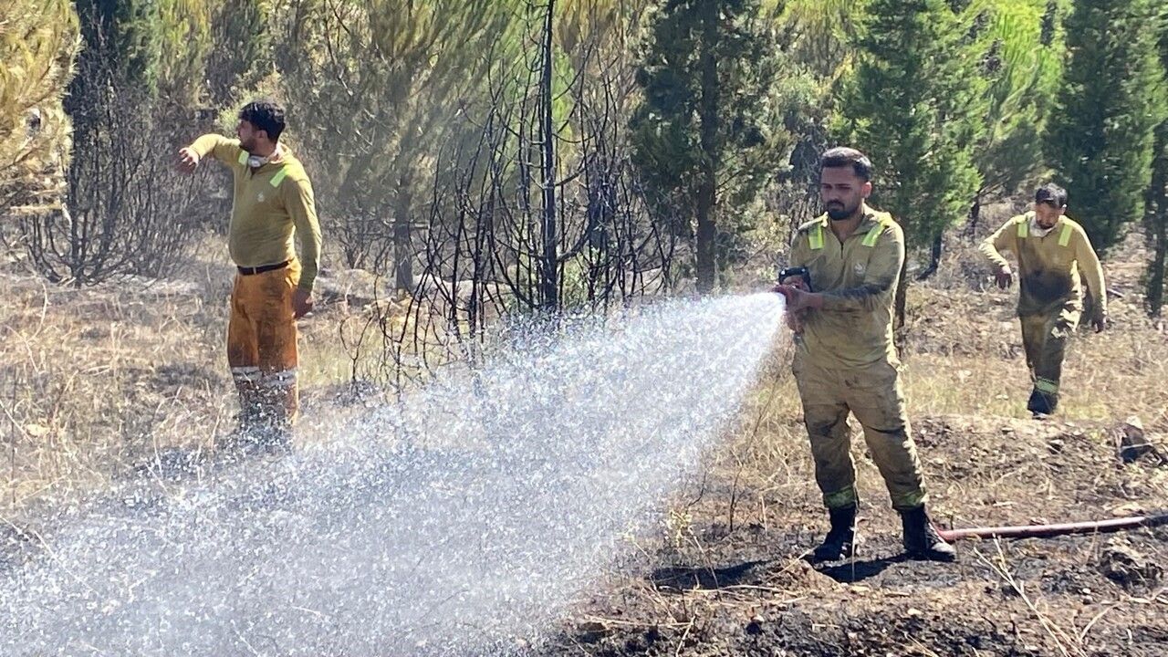 Dilovası’nda orman yangınında 10 hektarlık alan zarar gördü