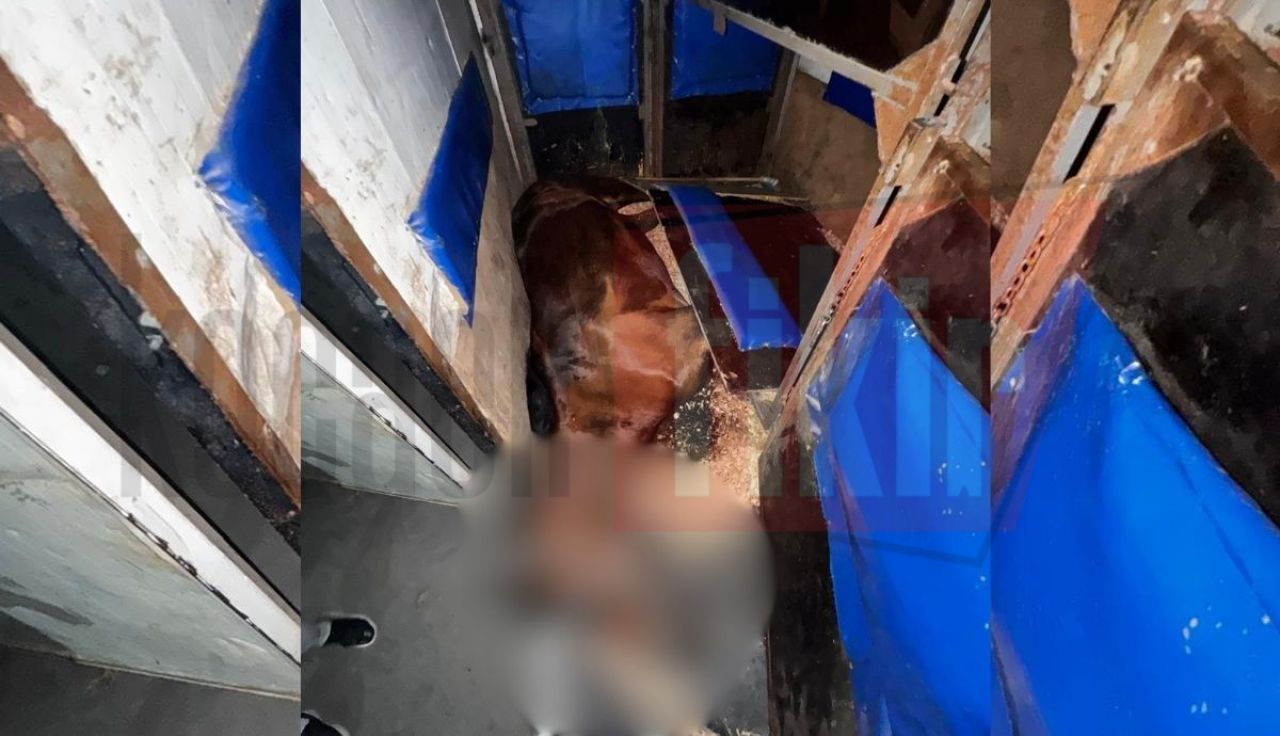 Kocaeli Atlı Spor Kulübü’nde korkutan ölüm! At sahipleri isyan etti