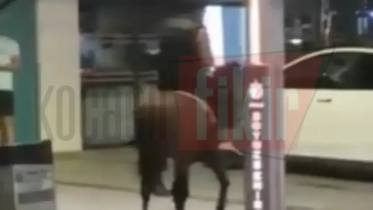 Atla gece gezintisine çıktı:İşte o anlar