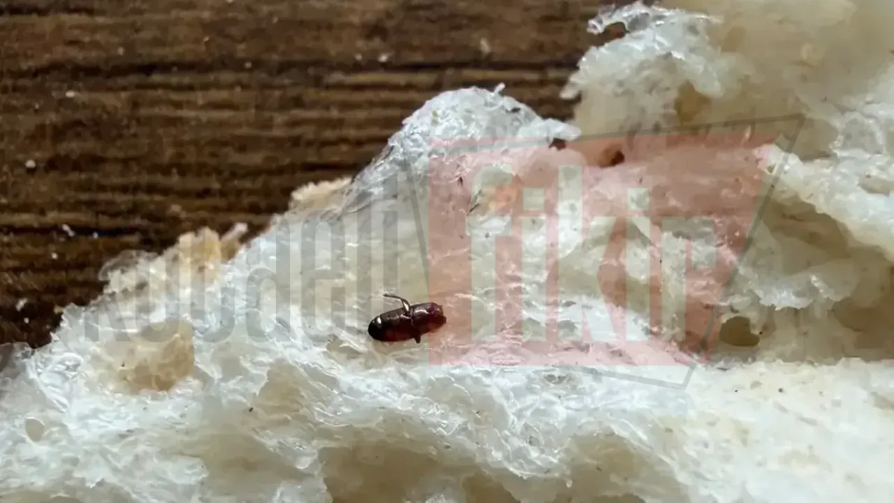 Ekmeğin içinden böcek çıktı