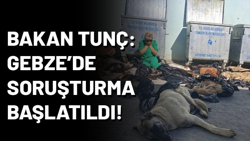 Adalet Bakanı Yılmaz Tunç, Gebze’de yaşanan hayvan katliamı ile ilgili
