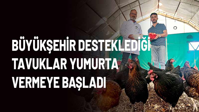 Büyükşehir Belediyesince yüzde 50 hibeyle yetiştiricilere teslim edilen ATAK-S cinsi