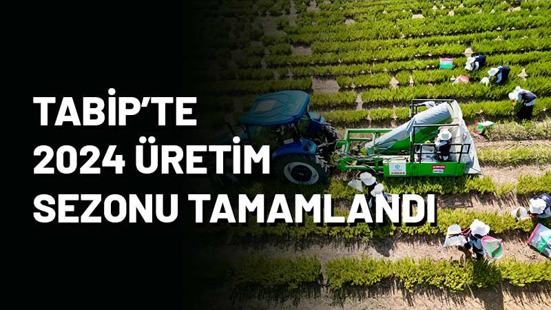 Büyükşehir’in “Tıbbi ve Aromatik Bitki Yetiştiriciliği Projesi” (TABİP) kapsamında sezonun