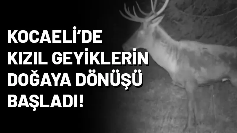 Kocaeli'de hayata geçirilen "Kızıl Geyik Yerleştirme Projesi" kapsamında, eylül ayında