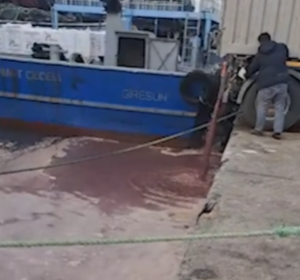 Giresun'un Görele ilçesinde, balık nakliyatı yapan bir kamyonun denize atık