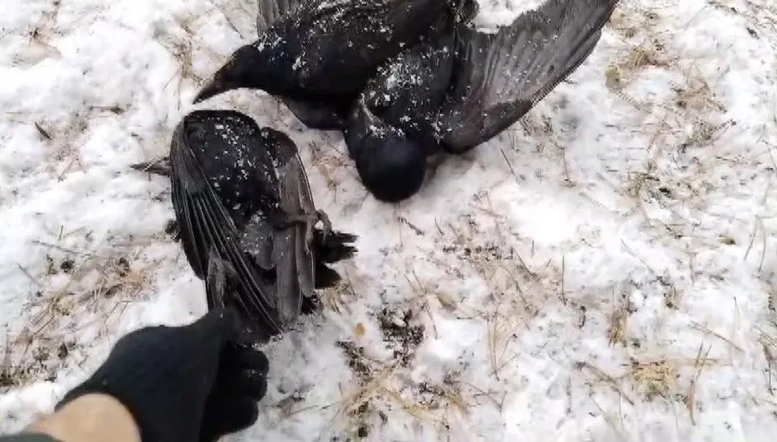 Aşırı soğuk havaların yaşandığı Erzincan’ın Tercan ilçesine bağlı Mercan Beldesinde