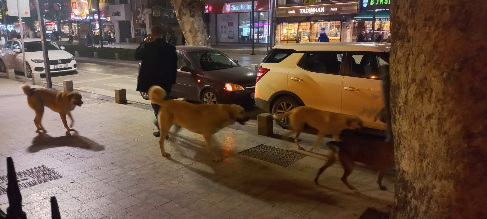 İzmit sokaklarında köpek istilası!