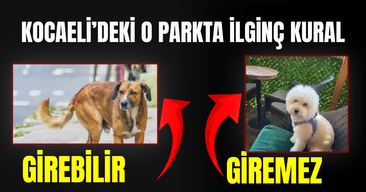 Kocaeli Büyükşehir Belediyesi'nin işlettiği Ormanya Doğal Yaşam Parkı'nda köpeklerle giriş