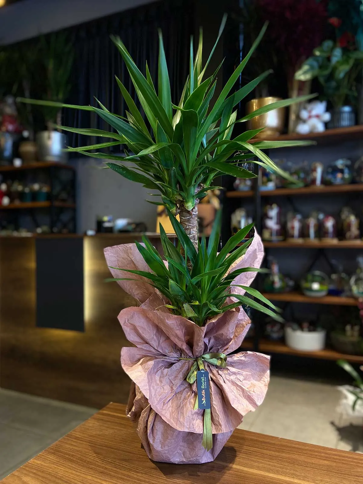 Kış mevsiminde ev bitkileri