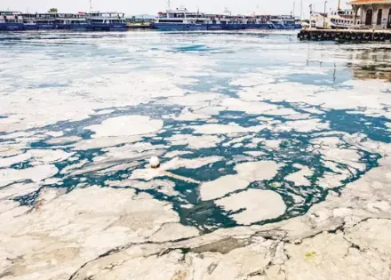 Marmara’da Müsilaj tehlikesi devam ediyor