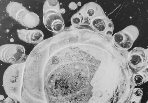 Buzulların Erimesiyle Ortaya Çıkan 10 Bin Yıllık Virüs Tehlikesi