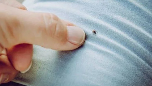 KKKA aşısında sona doğru