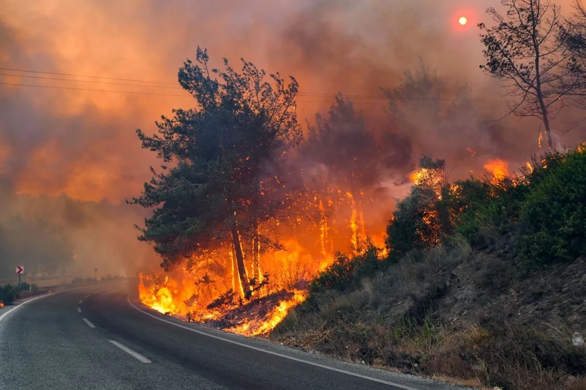 Hava sıcaklıklarının rekor seviyelere ulaştığı bu yaz günlerinde, sadece ormanlık