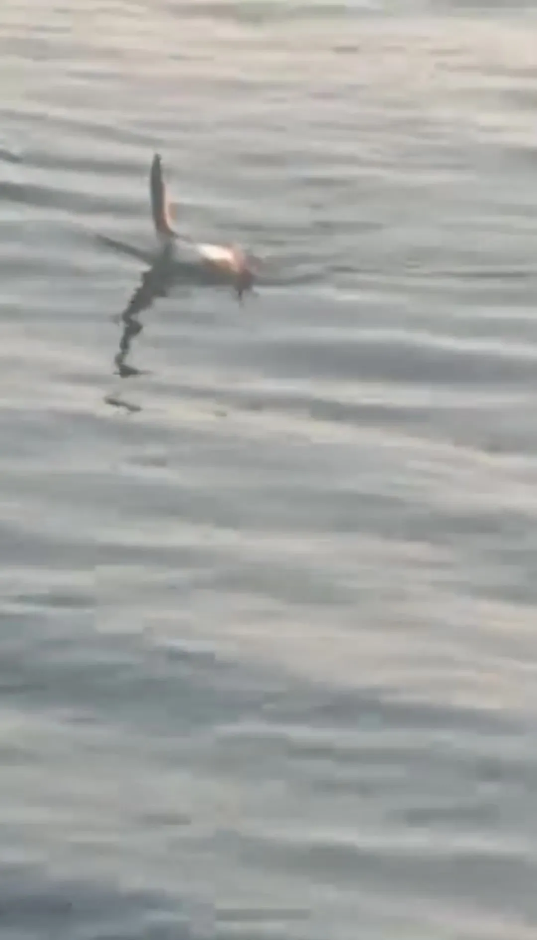 Kocaeli'de oltaya balık yerine martı takıldı