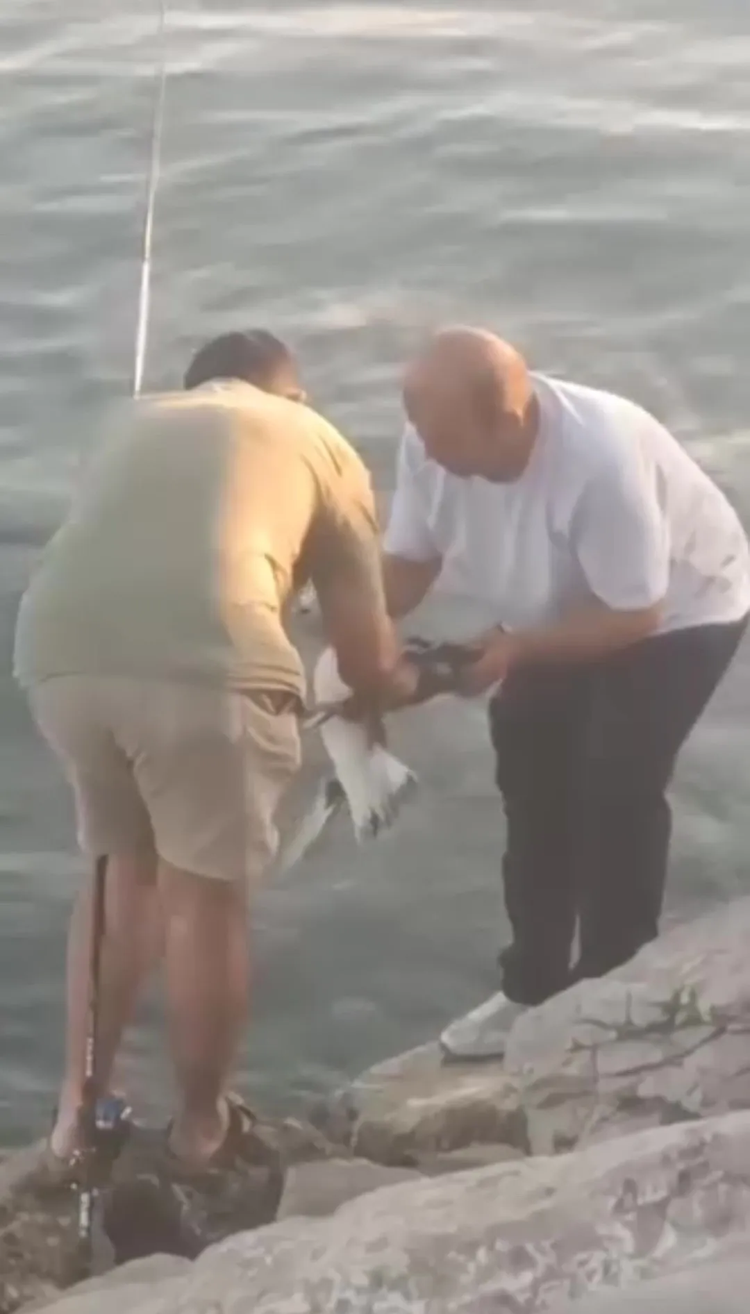 Kocaeli'de oltaya balık yerine martı takıldı